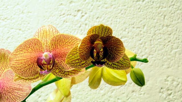 Time Lapse: Orchid смотреть онлайн