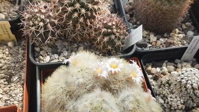 2020.85. #Цветение кактусов в теплице#StayHome'# смотреть онлайн