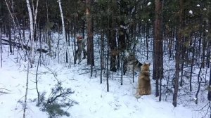 Охота на соболя с лайкой!