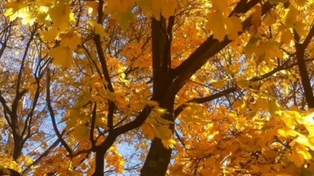 А Плещеев читают учащиеся Колундаевской средней школы смотреть онлайн