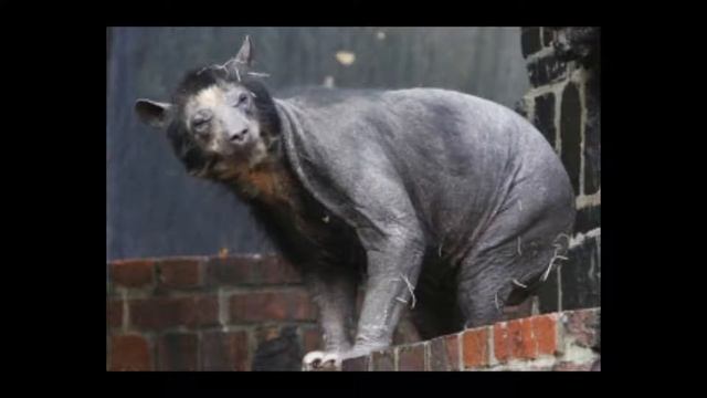 топ 10 загадочных животных смотреть онлайн