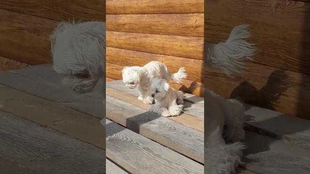 Мальтезе Мистик Парадайз на даче . смотреть онлайн