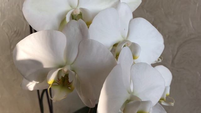 Phal. Sogo Yukidan. Phal. “Formidable”. Фаленопсиси велетні.