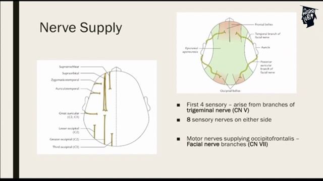 SCALP | ANATOMY | BRINDA POORNIMA смотреть онлайн