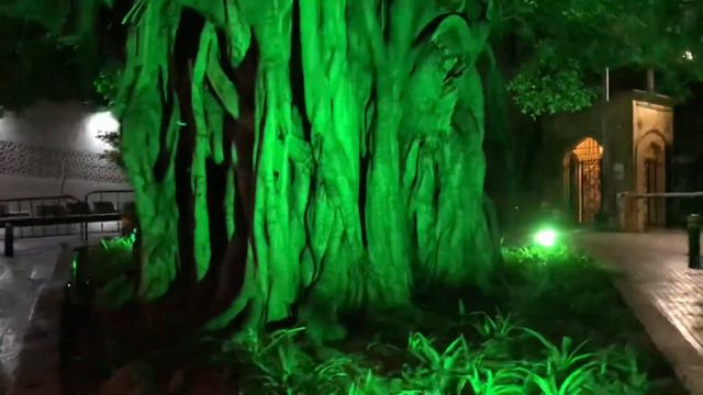 Красивое дерево 🌳 смотреть онлайн