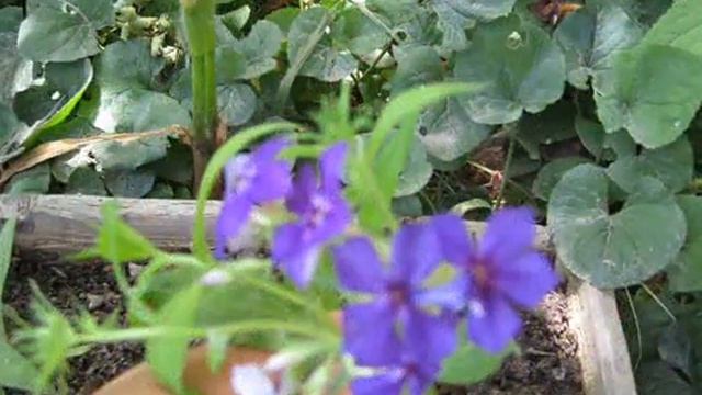 ЖИВОПИСНЫЕ УГОЛКИ НАШЕГО САДА!