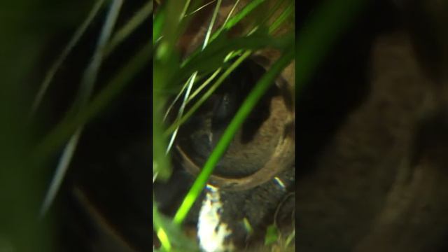 Цихлазома Седжика - личинки смотреть онлайн