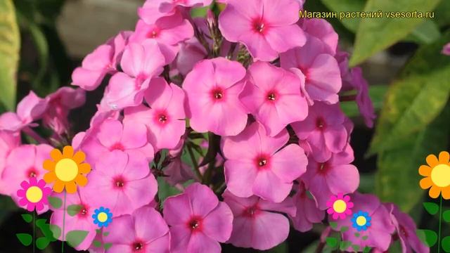 Флокс метельчатый Князь Рюрик. Краткий обзор, описание характеристик phlox paniculata Kniaz Riurik смотреть онлайн