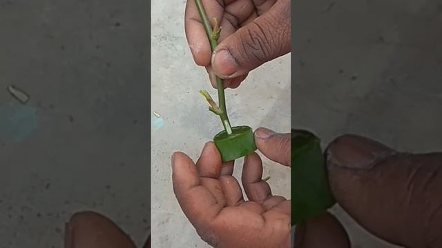 Amazing Technique to Grow Yellow Rose Plant from Cutting at Home #shorts #gardening #homegarden смотреть онлайн