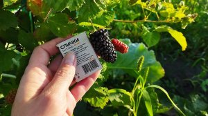 Ежевика Каламбия гигант в Беларуси в Витебской области. Очень крупный, ранний и вкусный сорт ежевики