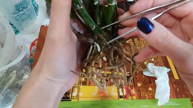 Cattleya - Shining Blc.Young Min Orange 'Golden Satisfaction '