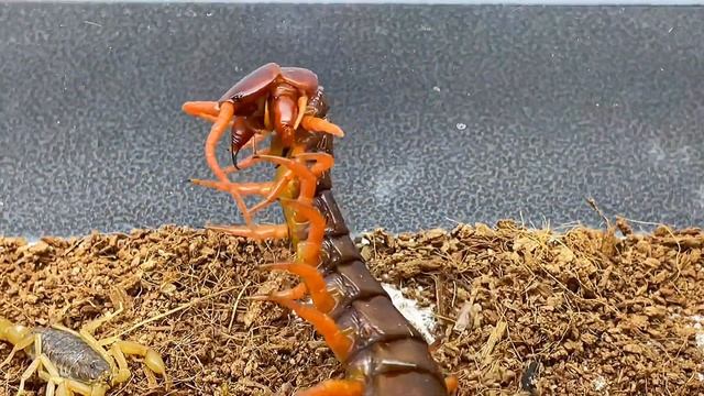 How toxic is the East Asian scorpion? Red Dragon Centipede 东亚钳蝎的毒性有多强？ смотреть онлайн