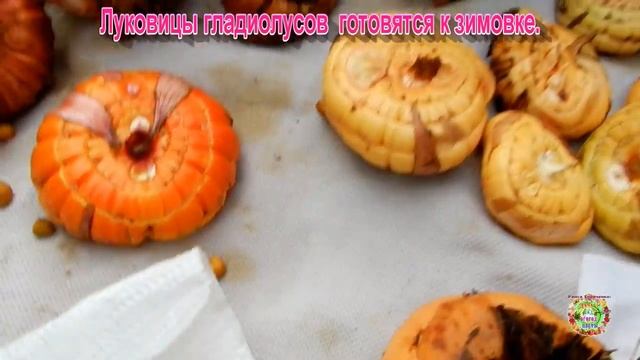 Луковицы гладиолусов готовятся к зимовке смотреть онлайн