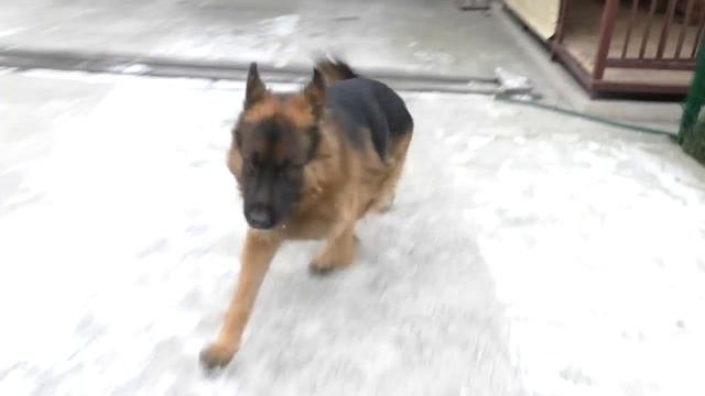 Брачные игры Гранда и Зэфы. Немецкие Овчарки. смотреть онлайн