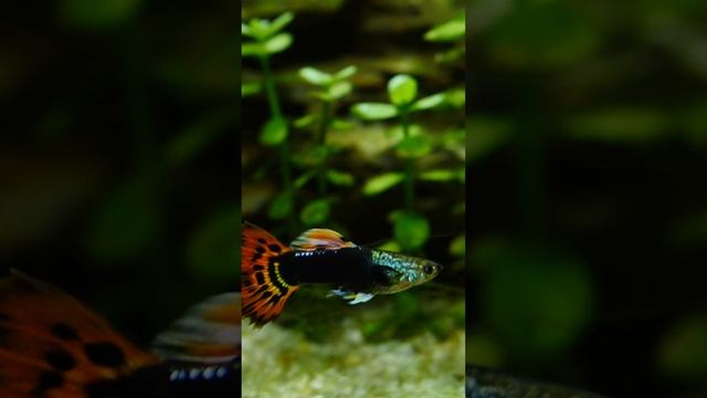 Самые красивые виды гуппи #shorts смотреть онлайн