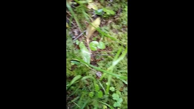 Вырвались в лес за грибами! смотреть онлайн