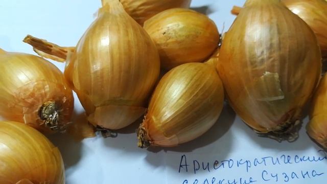 Лук шалот аристократический видео 17 смотреть онлайн