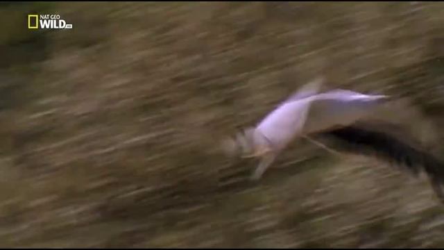 Wild Tasmania - Белобрюхий Орлан [Part 4] смотреть онлайн