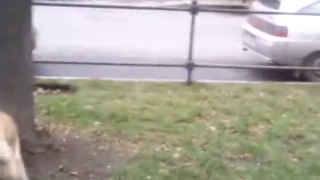 Собака-людоед смотреть онлайн