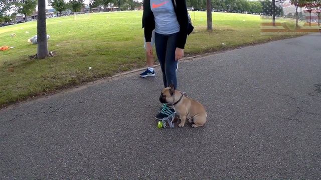 French Bulldog -  Obedience Training/ Дрессировка Французского Бульдога послушанию
