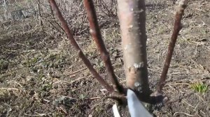 Обрезка колоновидной яблони весной