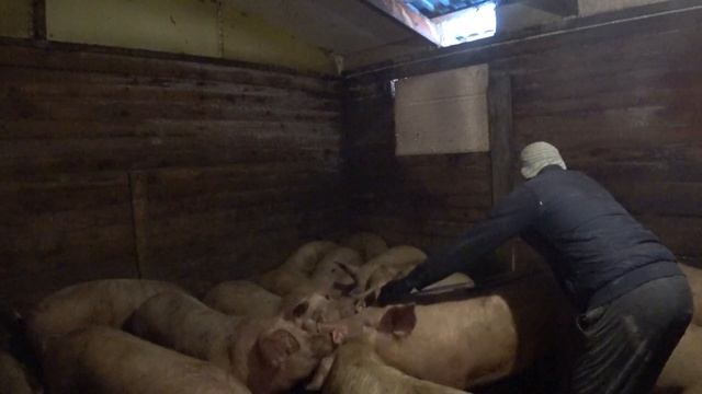 Как узнать вес свиньи! проверяем таблицу. смотреть онлайн