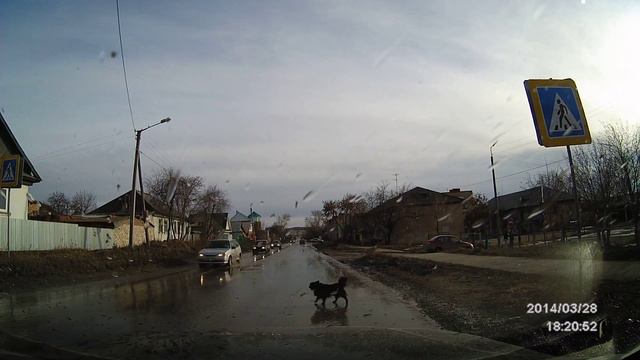Dog cross the road on the crosswalk! смотреть онлайн