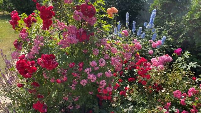 Почвопокровные розы на опорах. Есть ли смысл поднимать почвопокровки? (Урал, 2-3 зона) смотреть онлайн