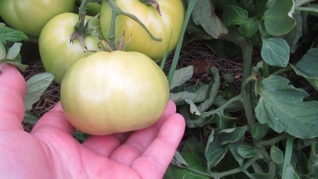 Выбор томатов - Сезон 2022 г. Сорта и гибриды для теплиц и открытого грунта. смотреть онлайн