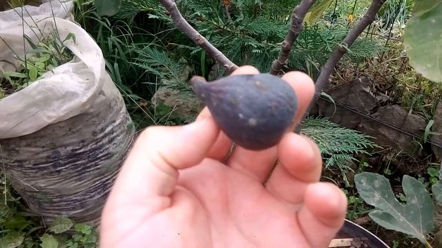 Сравнение вкуса инжира Харди Чикаго и Крымского черного смотреть онлайн