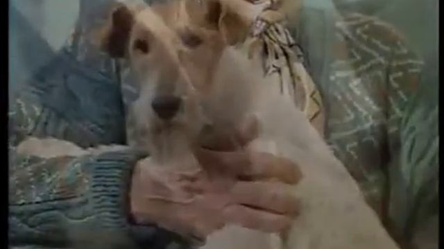 ФОКСТЕРЬЕР ЖЕСТКОШЕРСТНЫЙ И ГЛАДКОШЕРСТНЫЙ смотреть онлайн