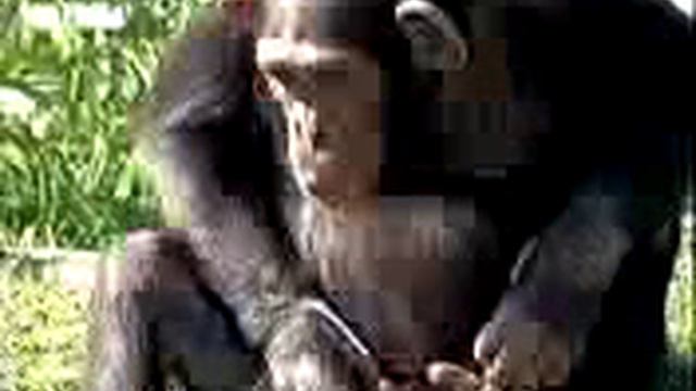 Кто от кого произошёл смотреть онлайн