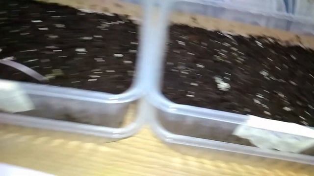 ПОСЕВ семян ЦИКЛАМЕНОВ в декабре 2019 г. с использованием салфеток ГУМИМАКС. смотреть онлайн