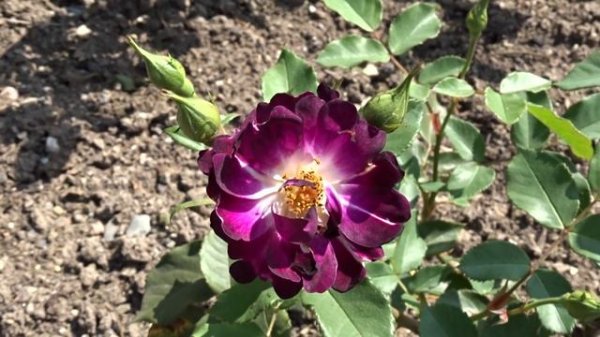 Rosa ´Royal Celebration´