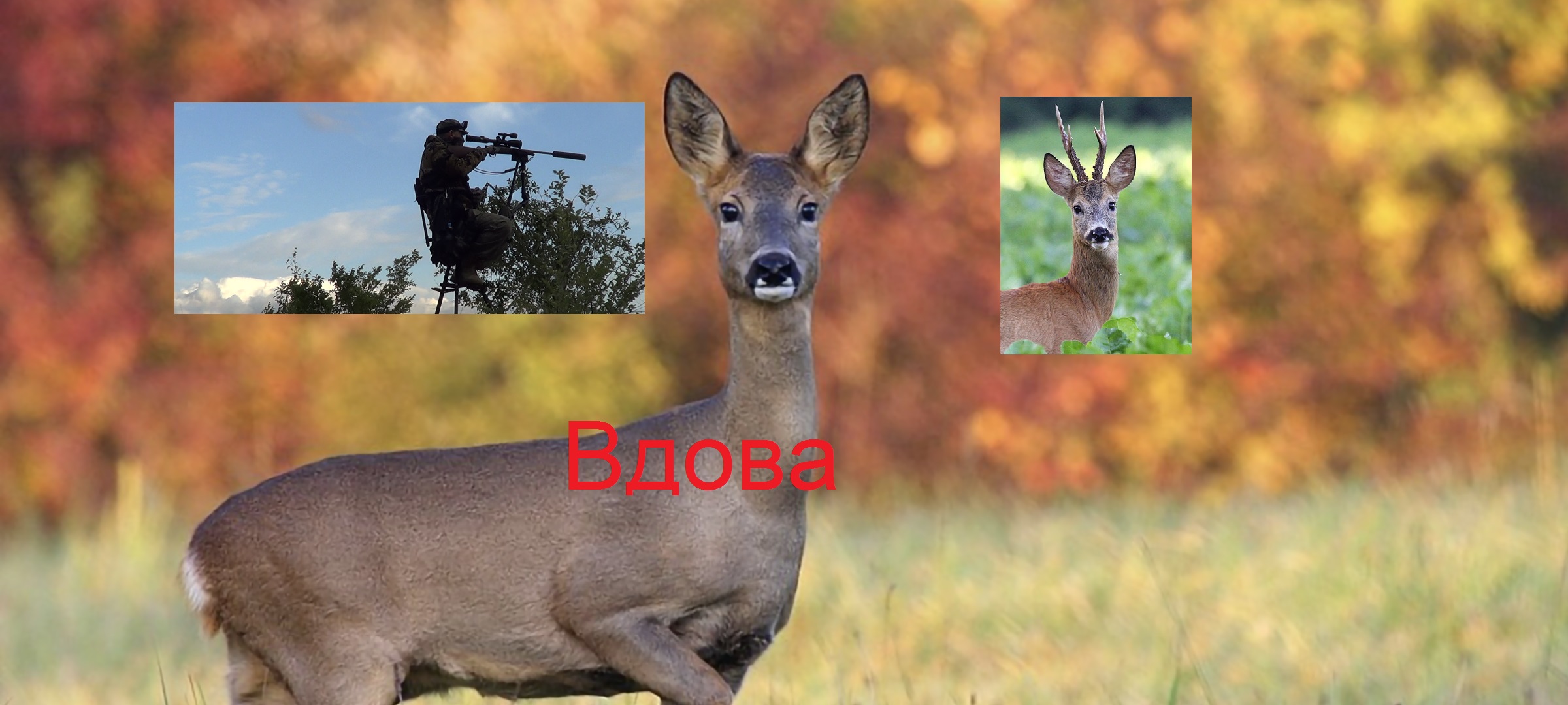 Охота на самца косули Вдова. смотреть онлайн