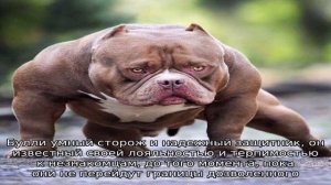 Булли (Американский булли)