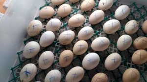 Китайский инкубатор.Как переворачивать яйца без автоповорота! Павловские, Шелковые цыплята.