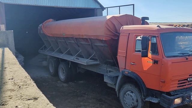 БЫЧКИ ЗАВОЗ КОРМА(НОВЫЙ НАВЕС) #бычки #ферма #крс #дагестан #откорм #рынок #рекомендации смотреть онлайн