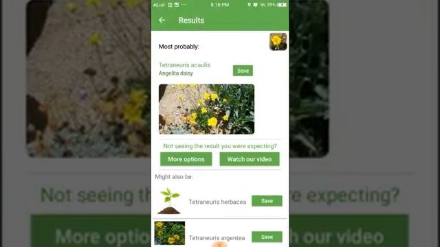PlantSnap identifies an Angelita daisy (Tetraneuris acaulis) смотреть онлайн