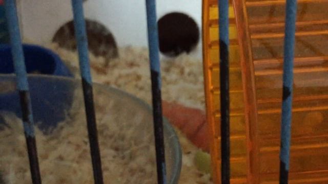 Хомячиха родила/пересадка хомяка/1 часть смотреть онлайн