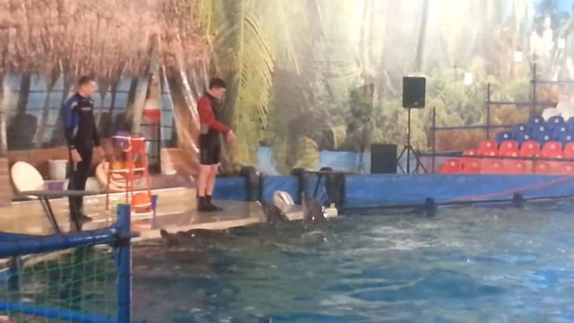 Дельфинарий в Уфе смотреть онлайн