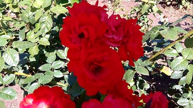 Кусты Розы цветут, цветение Роз (красные розы) лето 2017 смотреть онлайн