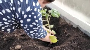 Посадка томатов в неотапливаемую теплицу 25 апреля