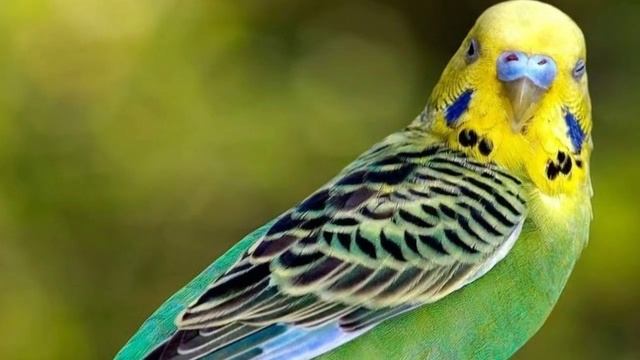 Почему попугай кусается? | Причины укусов попугая смотреть онлайн