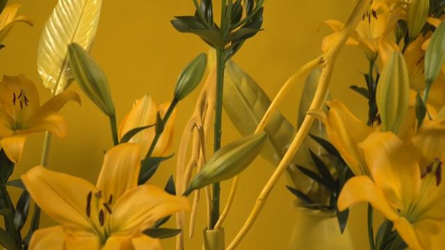 Colour your world yellow with lily Cavalia | Powered by Royal Van Zanten | Flower Factor смотреть онлайн