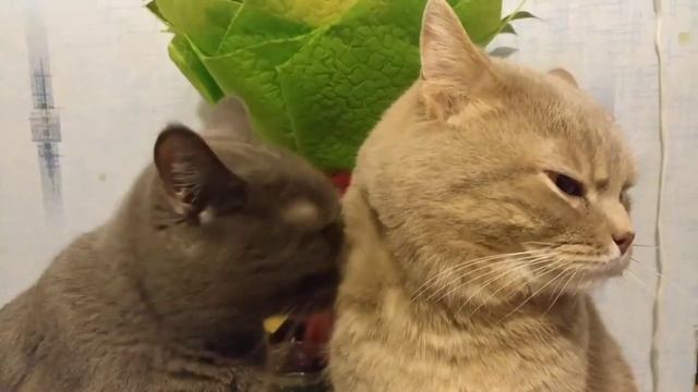 Кот и кошка, говорит Я тебя ЛЮБЛЮ. Разговаривает - Самое милое видео