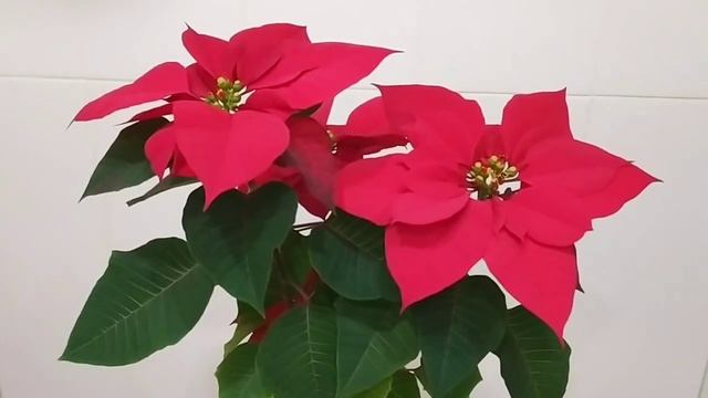 ПУАНСЕТТИЯ (Рождественская звезда) Можно ли сохранить после покупки. УХОД. КАК ДОБИТЬСЯ ЦВЕТЕНИЯ смотреть онлайн