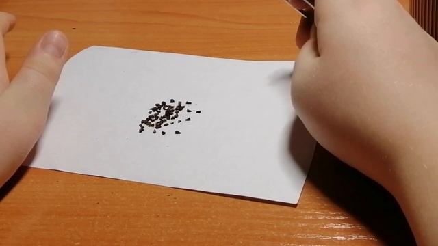 Выращивание дельфиниума из семян. Посев семян на рассаду. смотреть онлайн