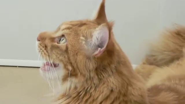 Мейн-кун 1год 1мес. смотреть онлайн