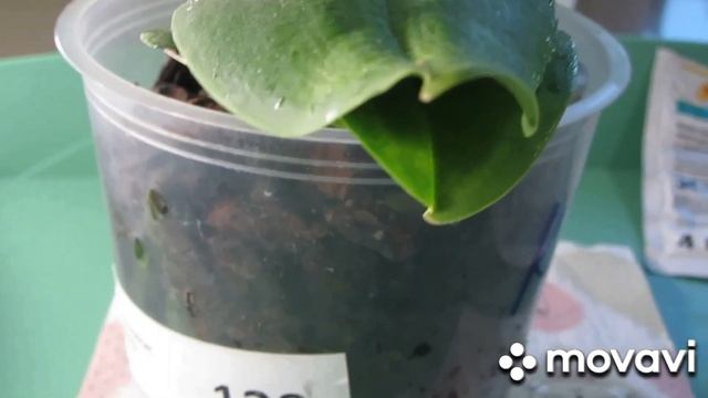 #ОРХИДЕИ#Трипсы на орхидеях?Борьба с вредителями? обработка 1⚡ смотреть онлайн